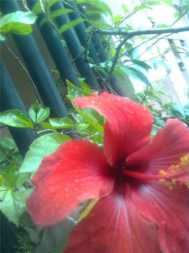 hibiskus ispered